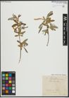 Foto von Salix alba subsp. vitellina (L.) Arcang.